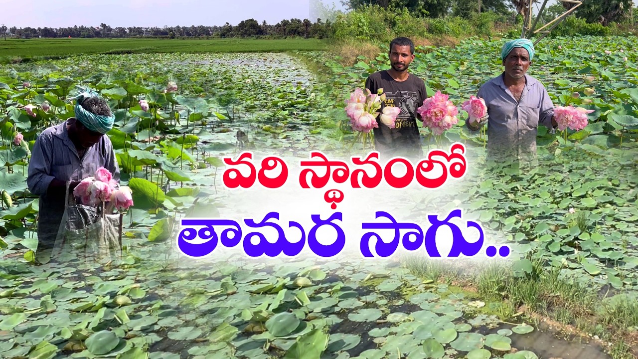 వరికి ప్రత్యామ్నాయంగా తామర సాగు | ఎకరం పొలంలో 2 వేల పూల విక్రయాలు