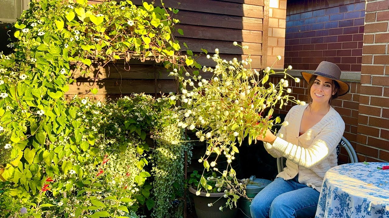 Seed Saving & Drying Gomphrena + You Can Eat It Too!