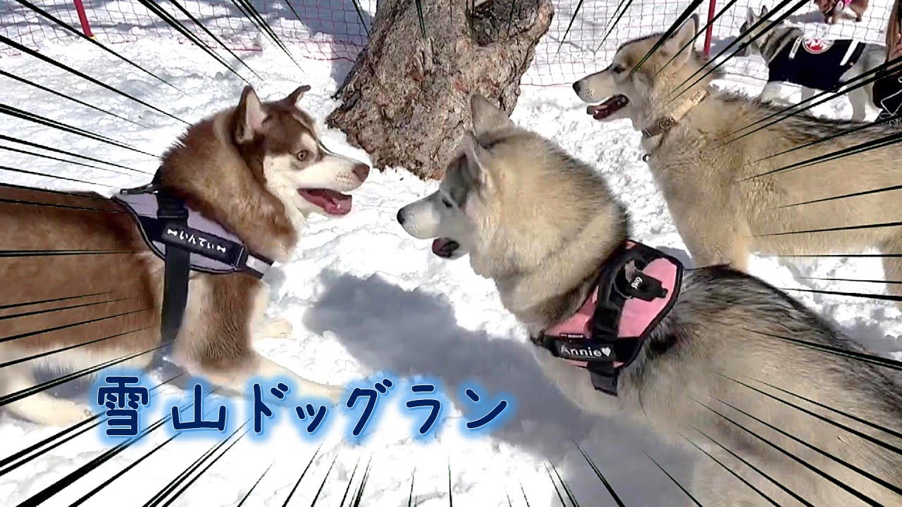 【24】雪山のドッグランに行ってみた！！in 那須高原