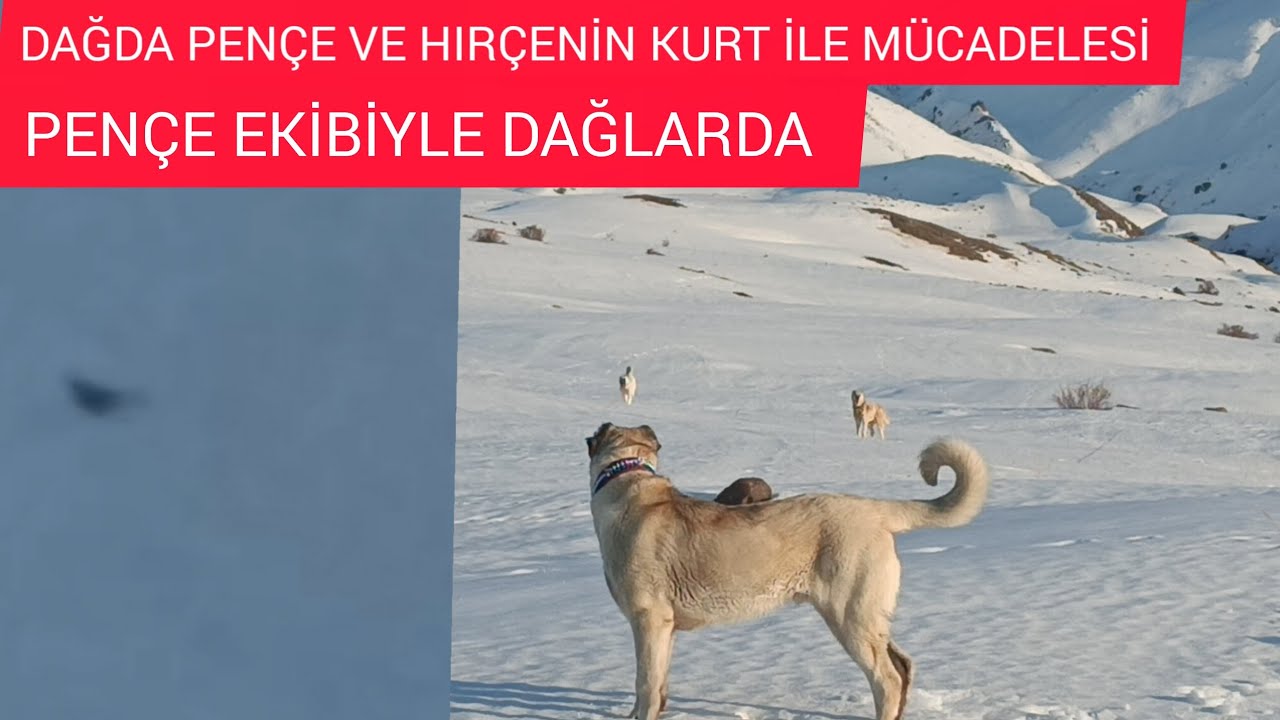 PENÇE VE HIRÇE KURT İZİNİ SÜRERKEN ANİDEN ÇIKAN KURT // PENÇE ŞİMDİDEN KURTLARA GÖZ DAĞI VERDİ#WOLF