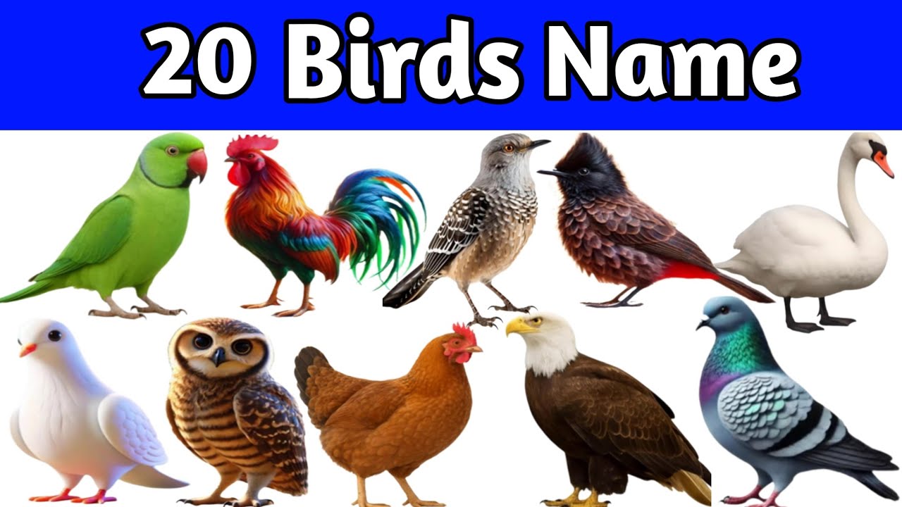 Birds name |birds name birds name birds name |birds name in english |पक्षियोंका नाम हिंदी और इंग्लिश