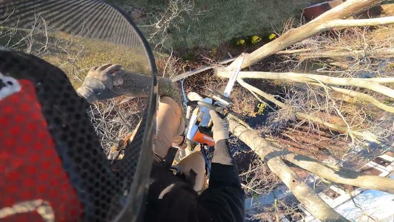 The WORST way to prune a tree