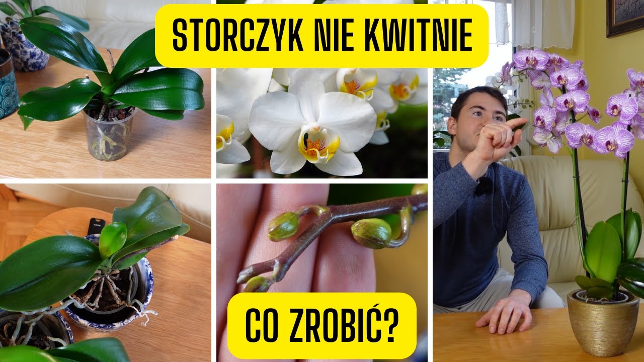 "Dlaczego storczyk nie kwitnie? Powody i sposoby na piękne kwitnienie orchidei