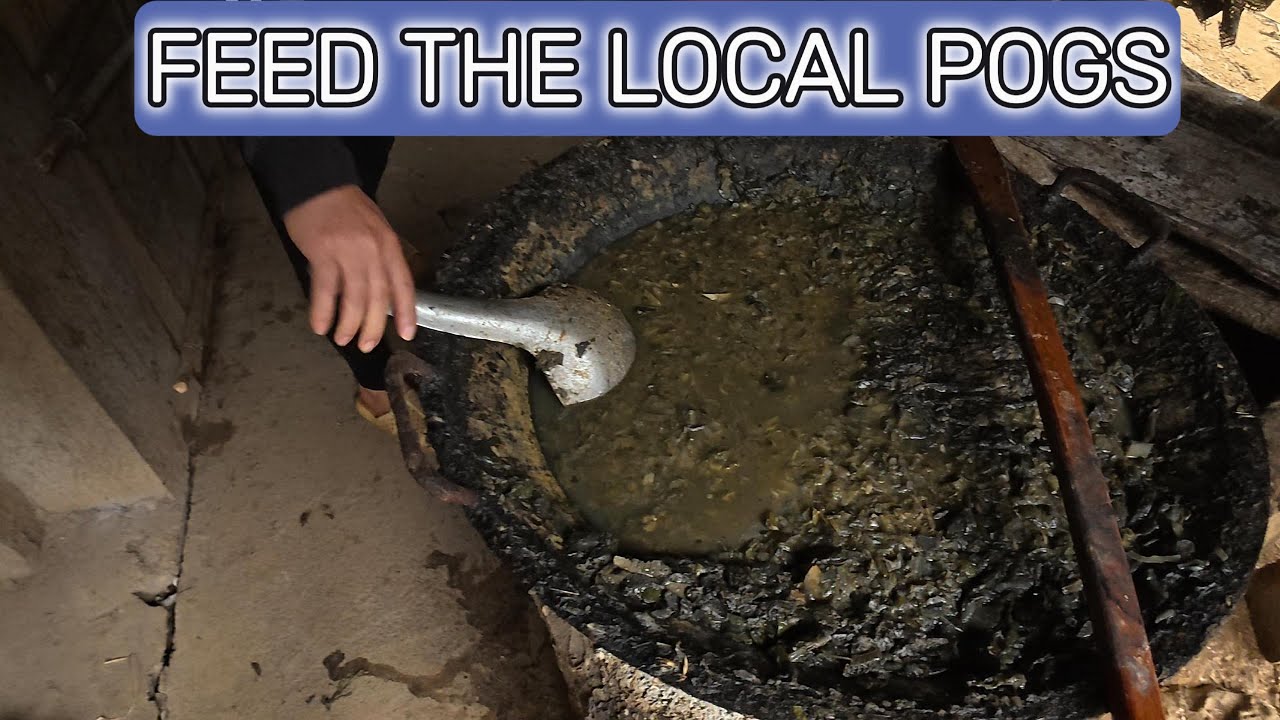 FEED THE LOCAL PIGS