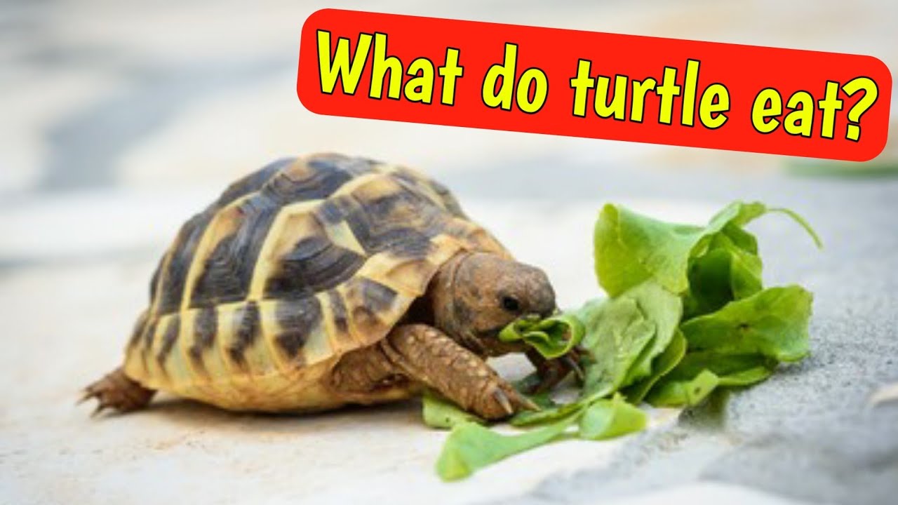 What do wild turtles eat? Types of food eaten by wild turtles | Nature Lover