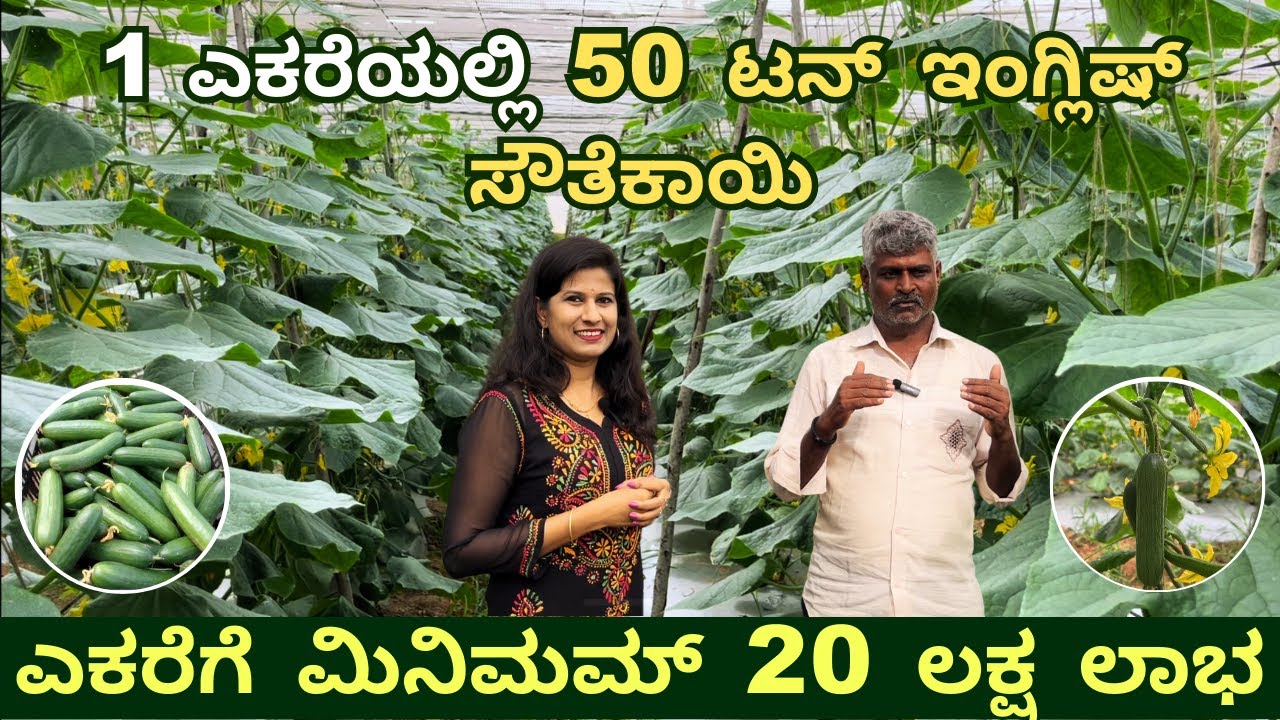ಎಕರೆಗೆ ಮಿನಿಮಮ್ 20 ಲಕ್ಷ ಲಾಭIಇಂಗ್ಲಿಷ್ ಸೌತೆಕಾಯಿ I ENGLISH CUCUMBER FARMING I EUROPEAN CUCUMBER I KOLAR