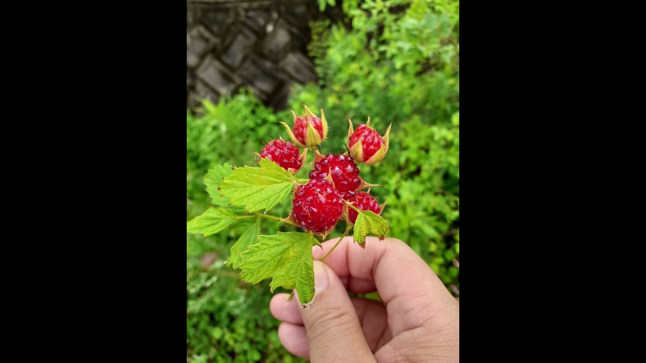ラジオトーク