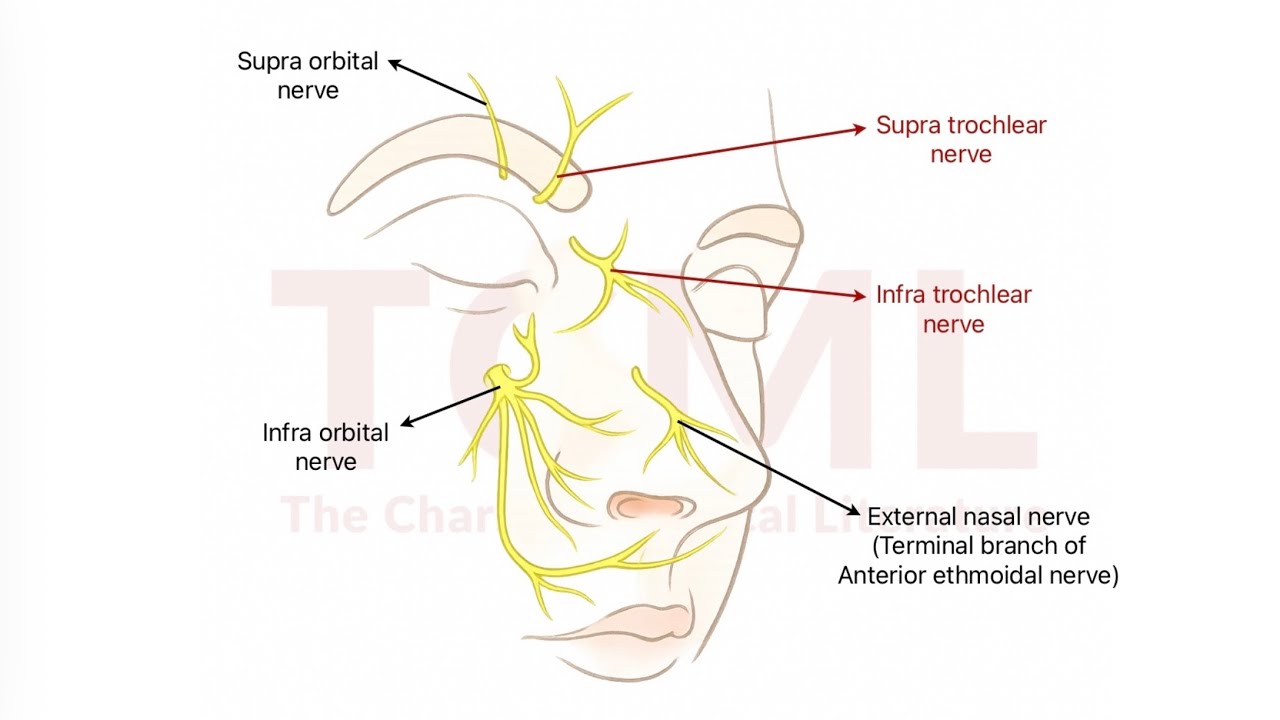Nerve block on face | Supra & Infra trochlear nerve, Supra & Infra orbital nerve