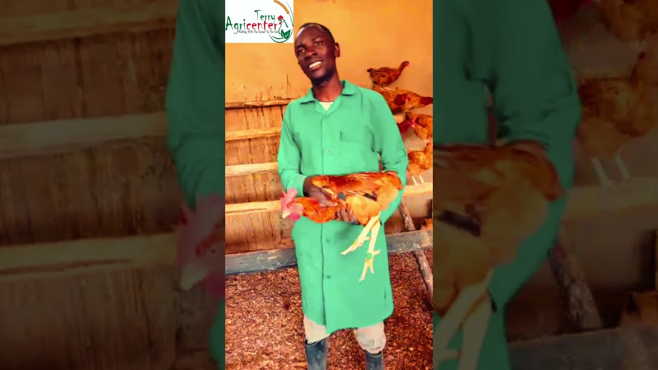 The Journey from 6-Week-Old Sasso F1 Chicks to High-Earning Egg Layers