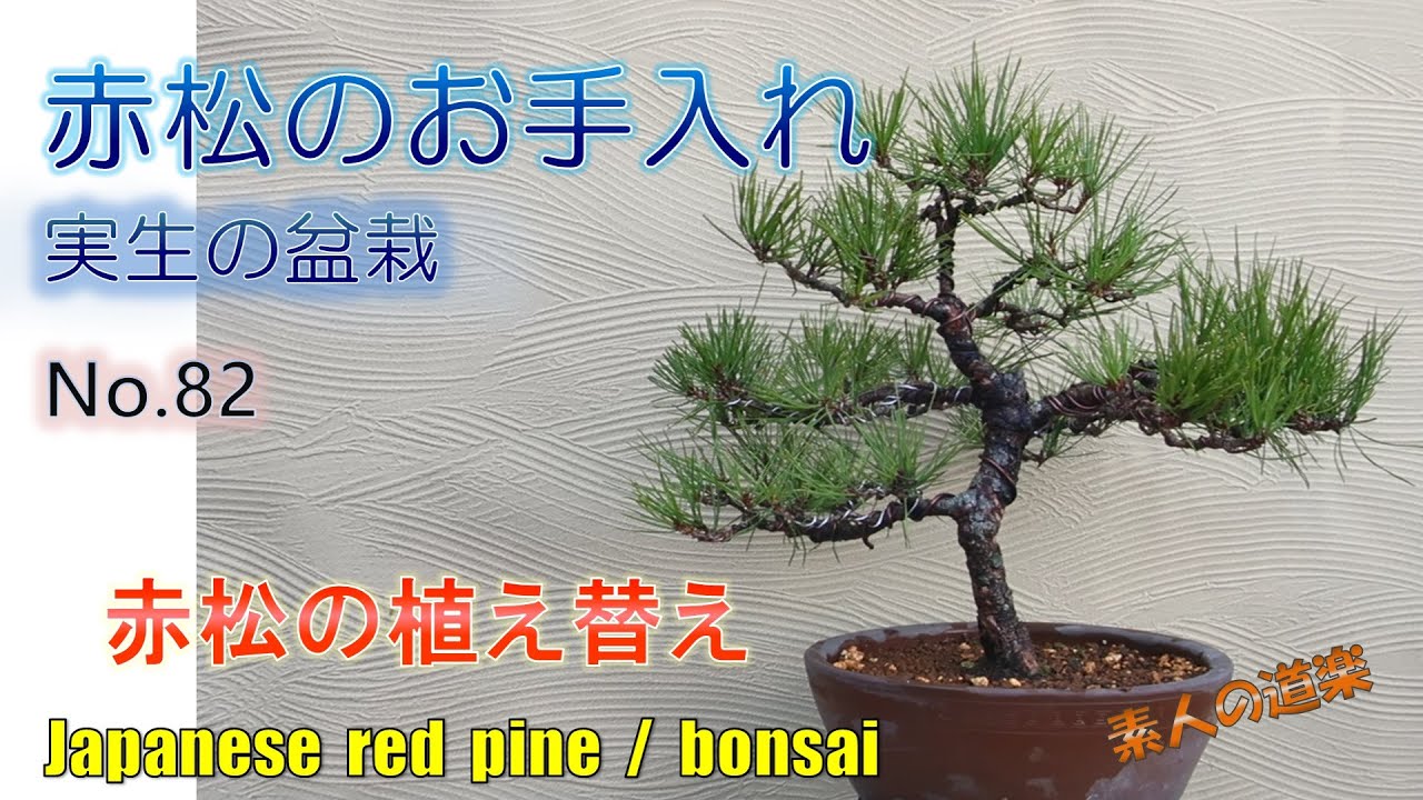 針金掛けと植え替えを行います　#82
