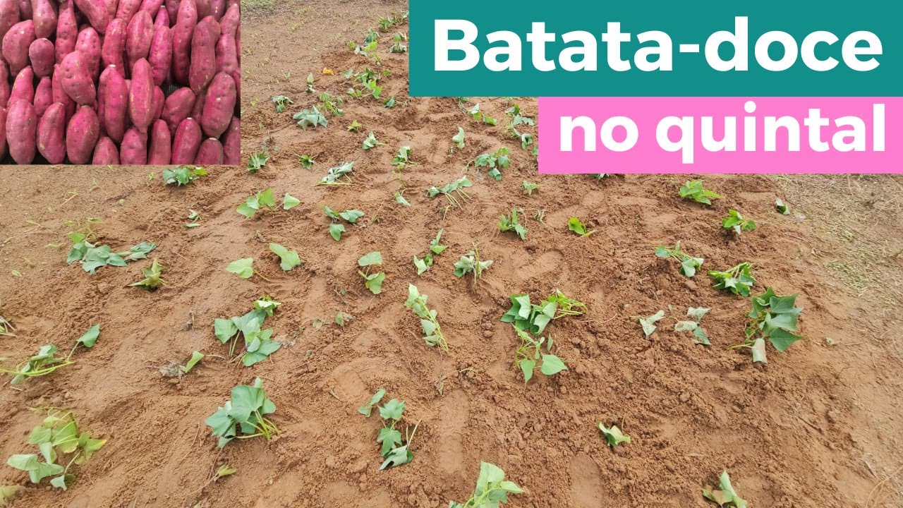 🍠🍠Choveu, plantou! PLANTEI a BATATA-DOCE de 2026