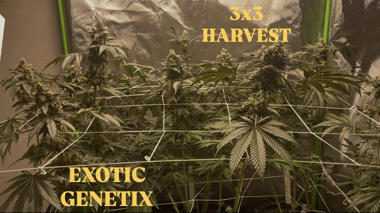 3x3 EXOTIC GENTIX TENT HARVEST! - Ben & Garys + Marshmallow Mountain