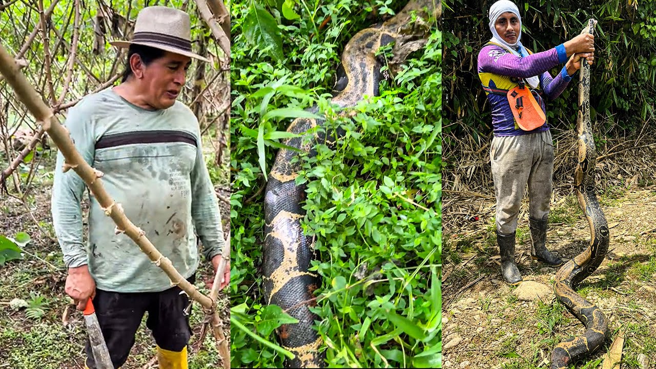 Encontramos una Boa GIGANTE Guardiana en nuestra Finca | Don Valentin