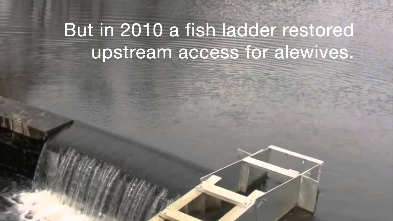 Massapequa Alewives