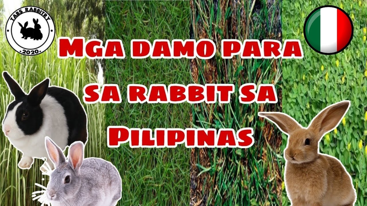 Mga damo para sa rabbit | Top grasses use to feed rabbit on the Philippines |RABBIT FARMING |