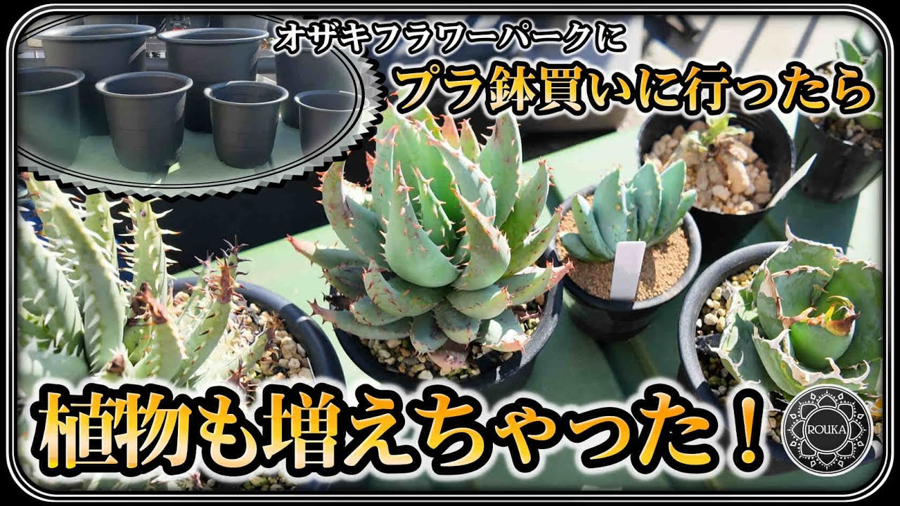 【園芸】アガベに使うプラ鉢買いに行ったらアロエとか蘭とか買ってきちゃった【オザキフラワーパーク】【蘭】【多肉植物】