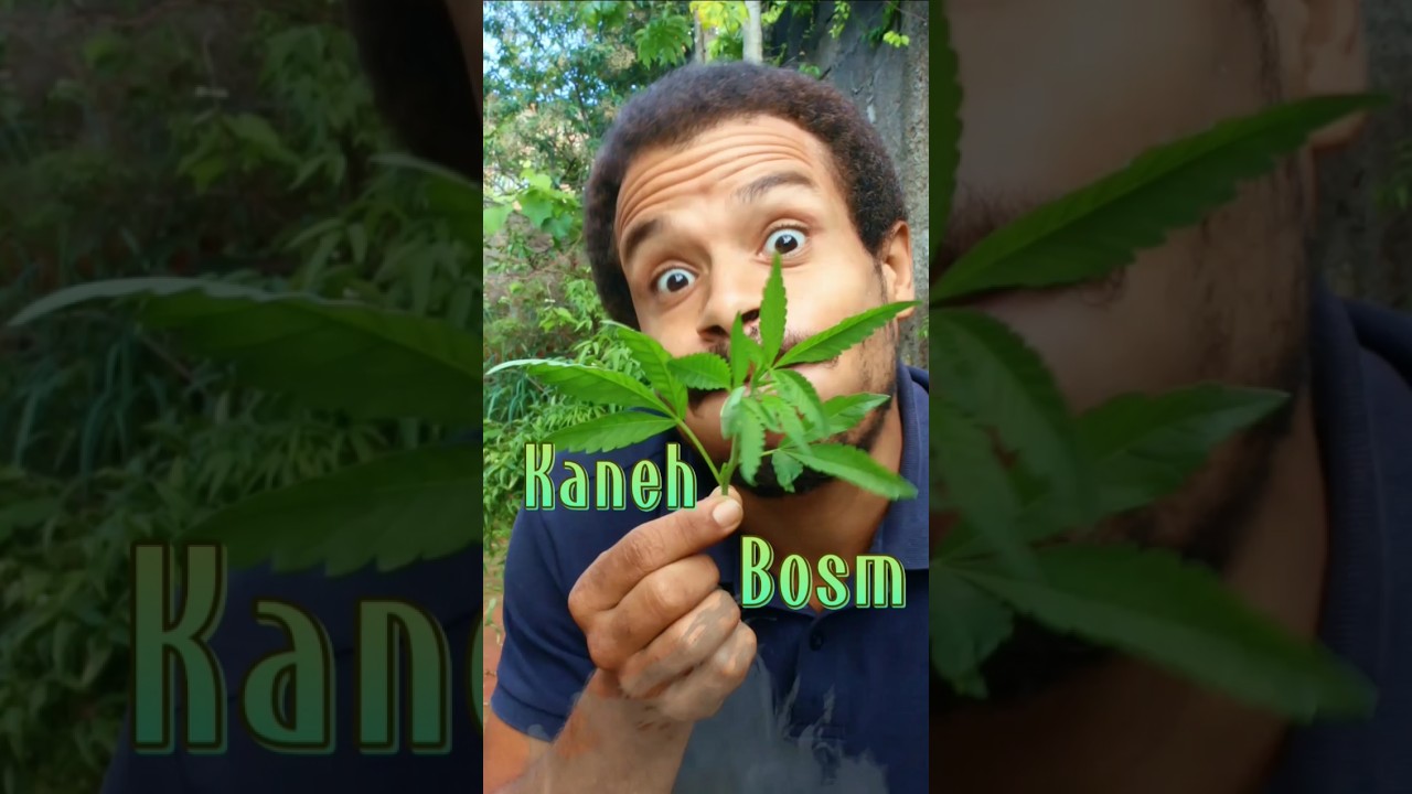 Kaneh-bosm: O verd&atilde;o