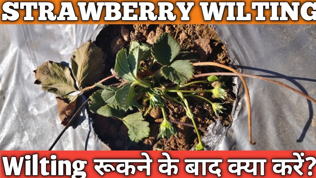 Wilting रूकने के बाद क्या करें स्ट्रॉबेरी में? Strawberry Wilting Drenching Ridomil Gold#strawberry