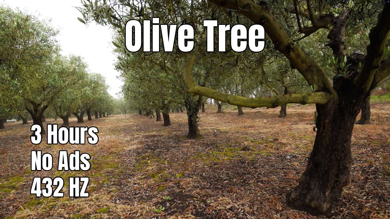 3 Hours of Olive Tree Sound 🌿 432Hz | Black Screen | No Ads (Deep Calm)