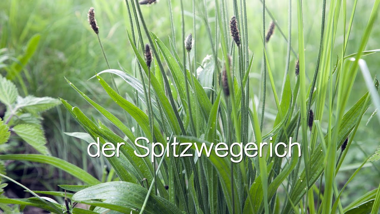Der Spitzwegerich - Viriditas Heilpflanzen-Video