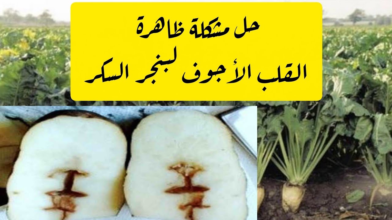 مشاكل القلب الأجوف فى البنجر 