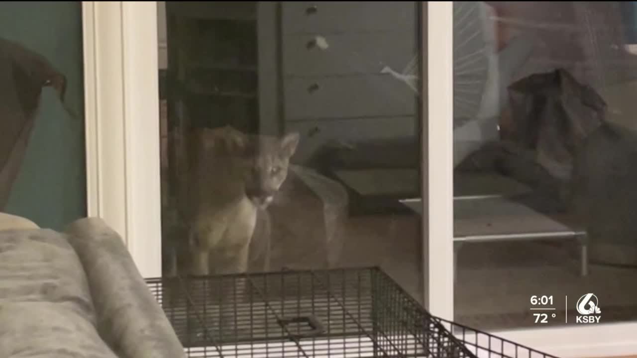 SLO residents catch recent mountain lion sightings on camera
