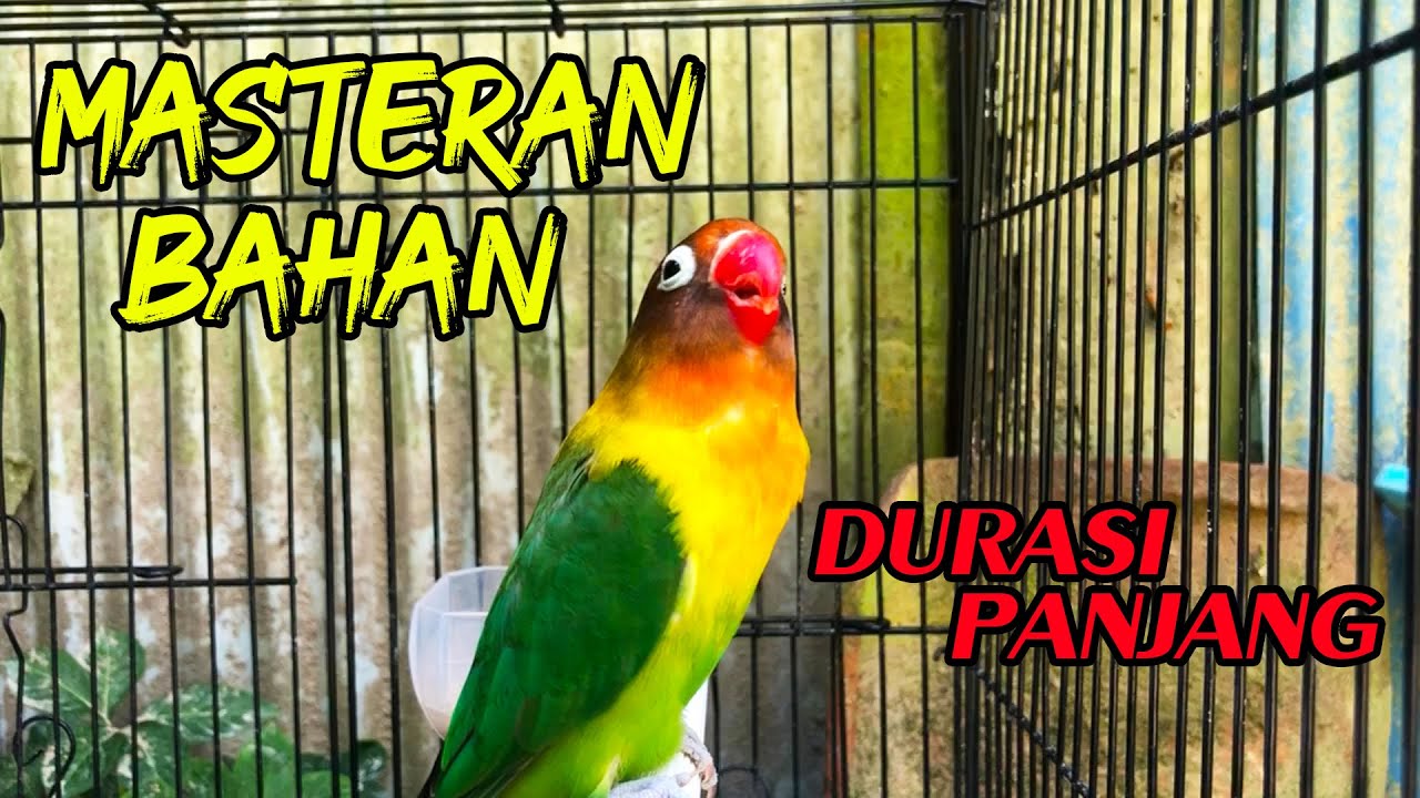 Masteran LoveBird Dari Yang Bahan Agar Ngekek Panjang full durasi !!!