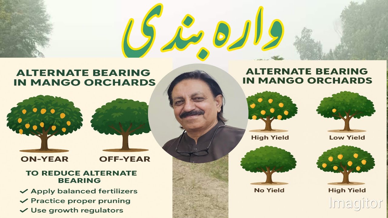 Managing Alternate Bearing (وارہ بندی) in Mango Trees | Practical Solutions by Asif Hayat Tipu