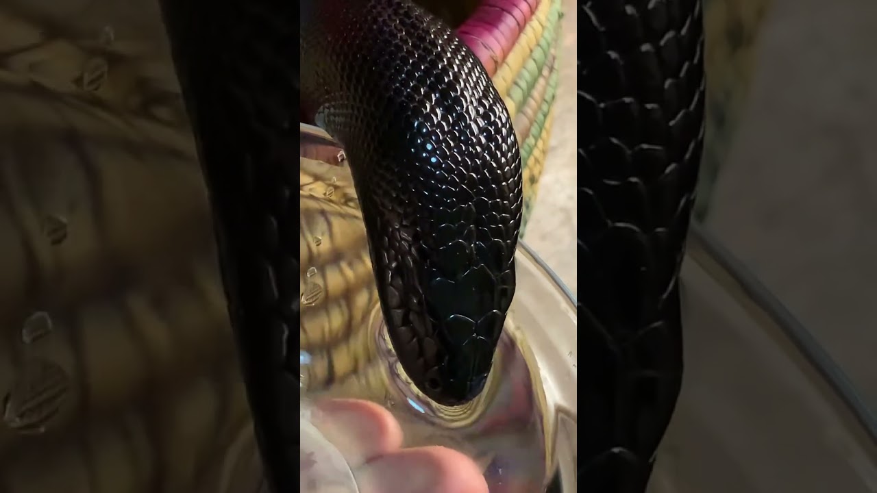 King Arthur the blackheaded python 👑 having a drink