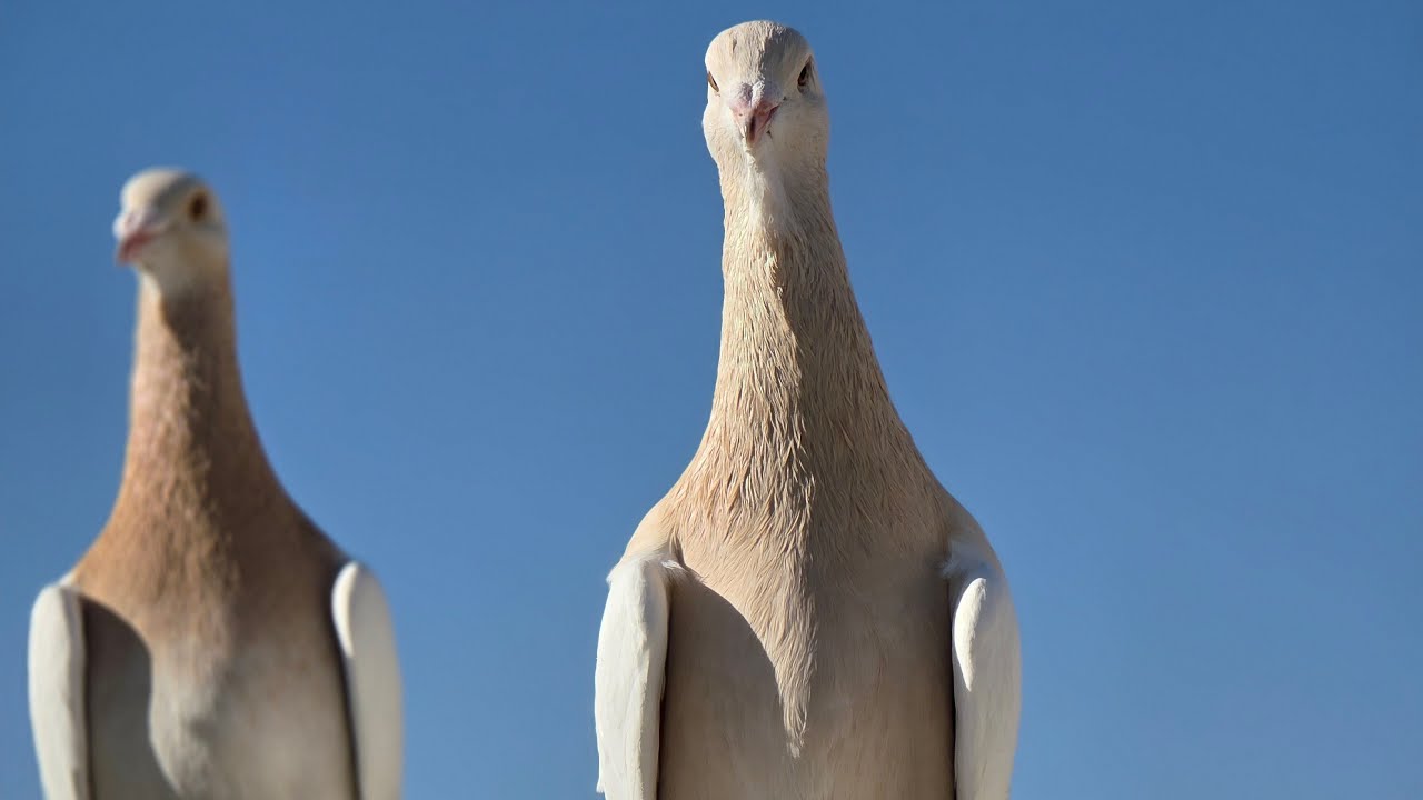 بدنا نفلت حمام نصبب تعال شوف