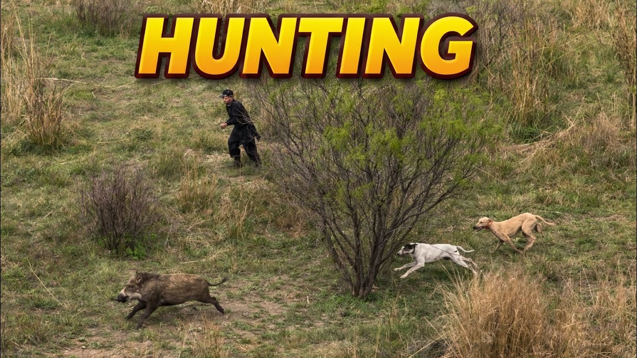 Gujarkhan Hunting | Soor Ka Shikar in Chamatthi Village | Dogs Hunting Adventure