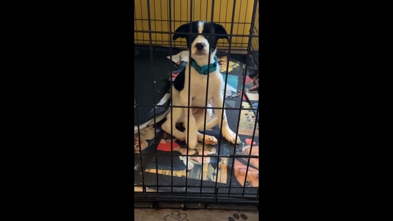 Puppy Left Stumbling In Circles After Suffering Mystery Seizures [STORY BELOW]