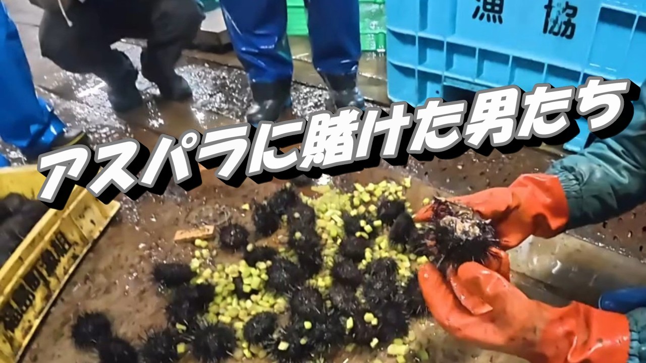 養殖うにが半滅しました｜北海道せたな町