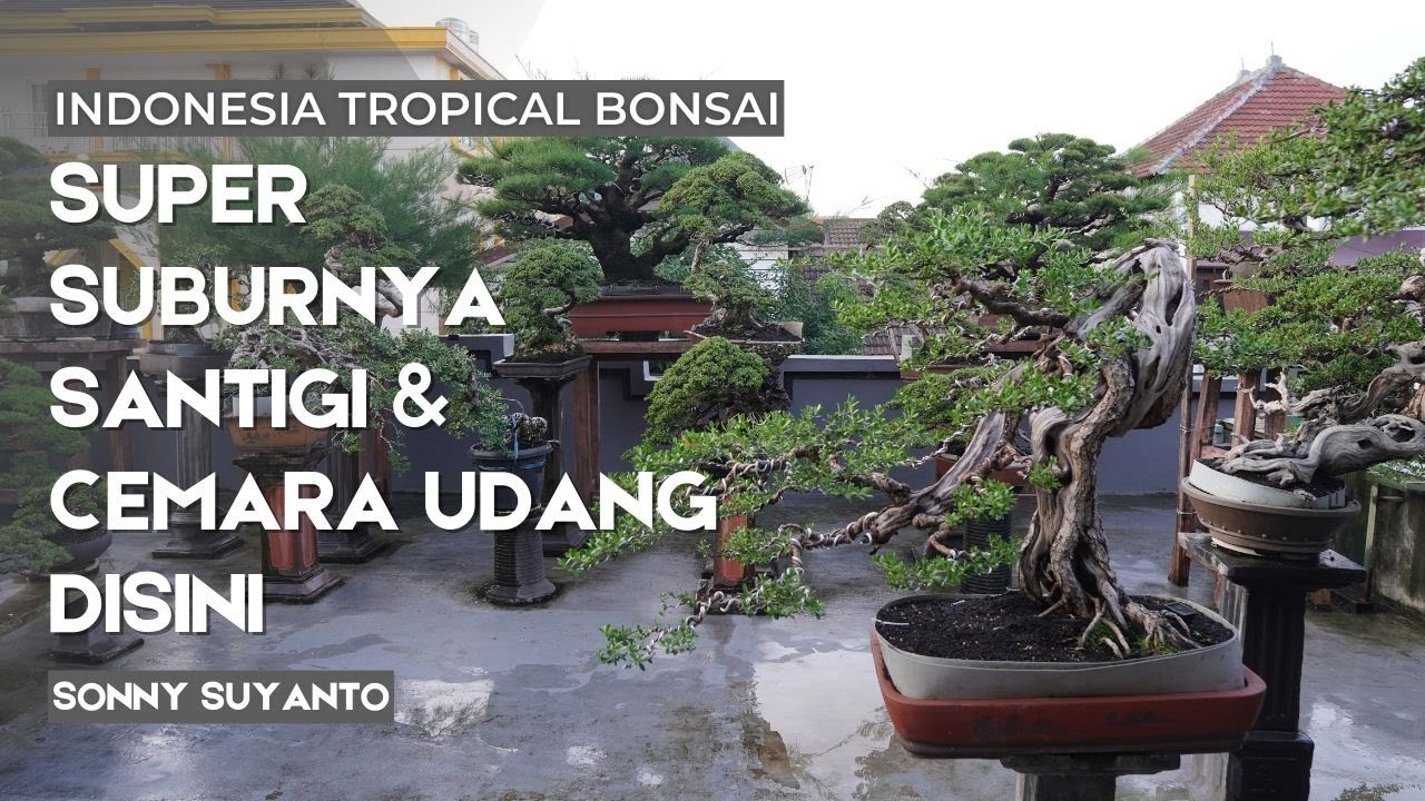 Melihat suburnya bonsai bonsai santigi dan cemara udang super disini....