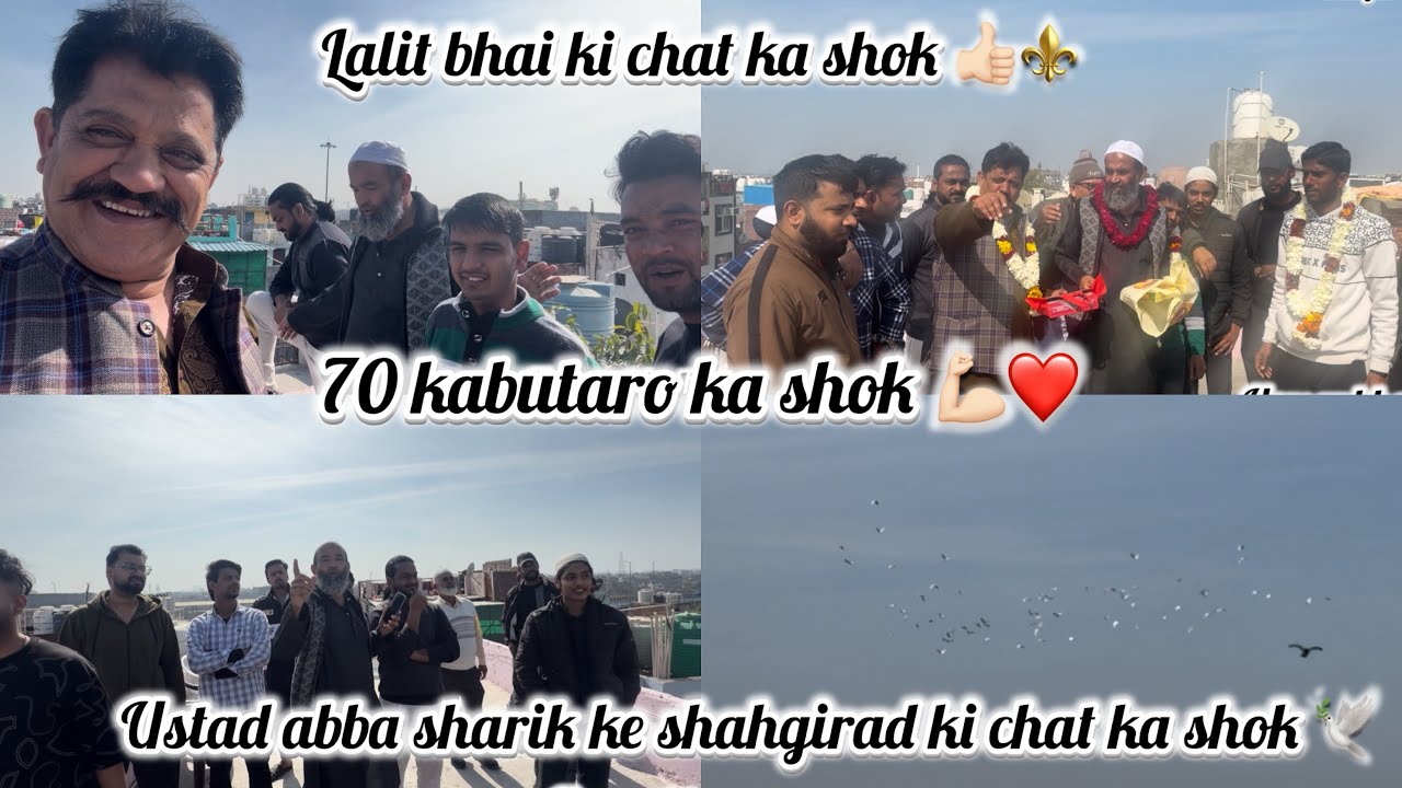 Ustad abba sharik ke shahgirad ki chat ka shok ❤️Lalit bhai ki chat ka shok 🚩70 kabutaro ka shok⚜️🕊️