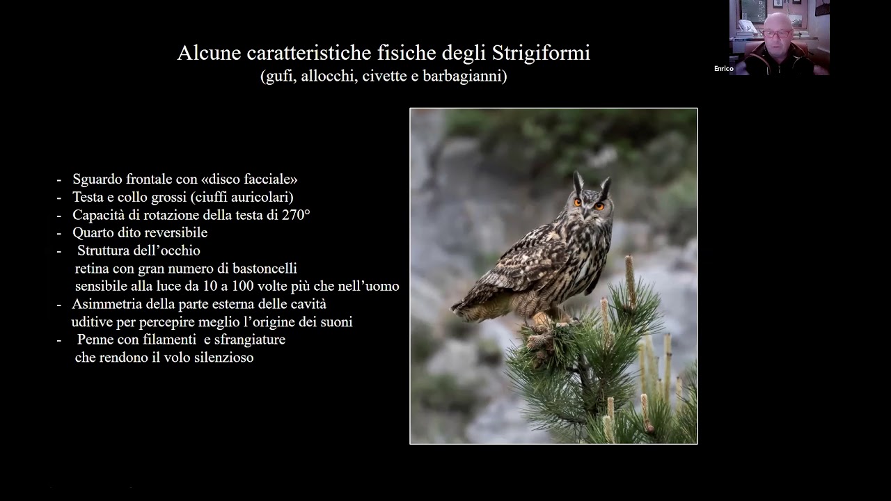 Webinar - Gufo... come stai?