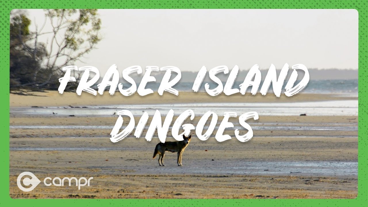 Fraser Island Dingoes