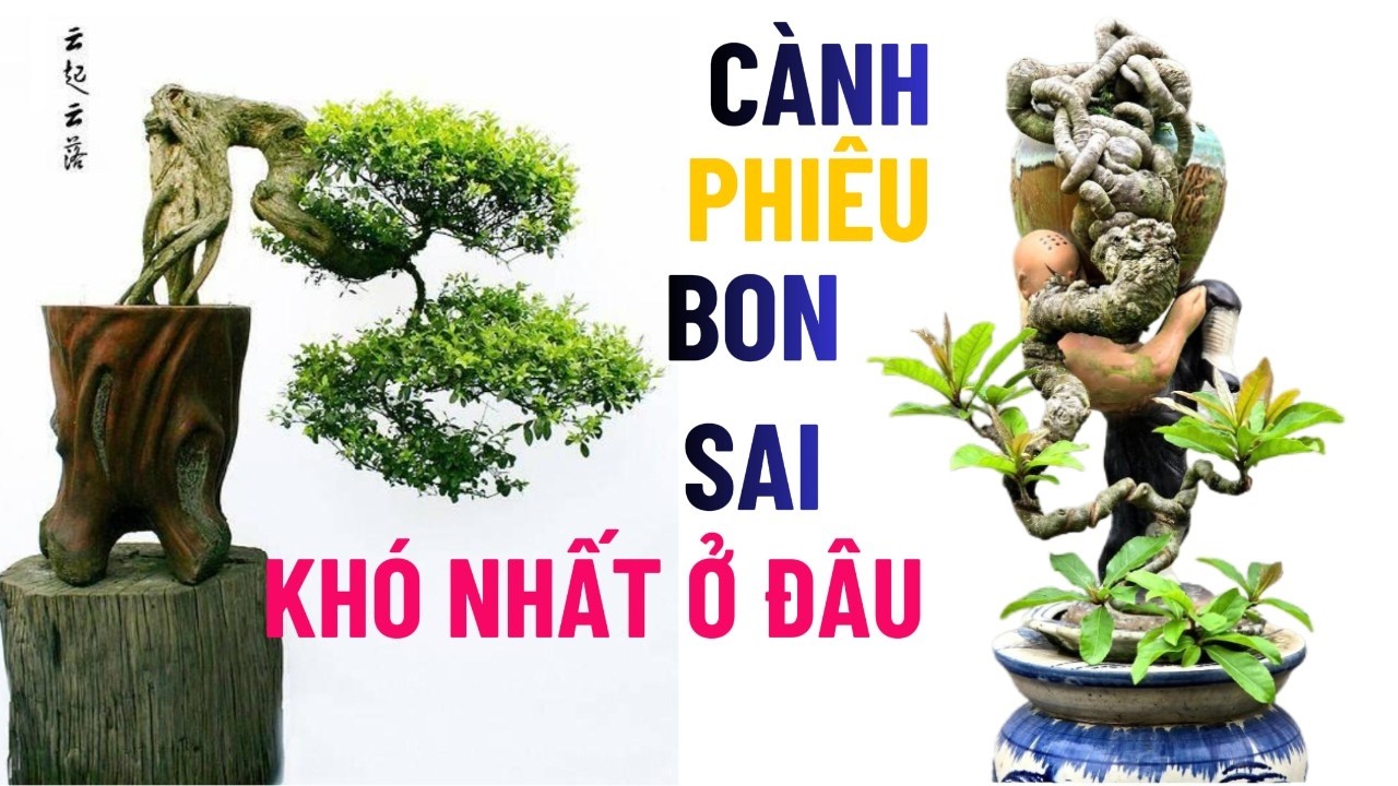 Cách Nuôi Cành Phiêu Bonsai Nhanh Thành Hình | Bí Quyết Tăng Độ Thô & Khí Chất Tác Phẩm#caycanh