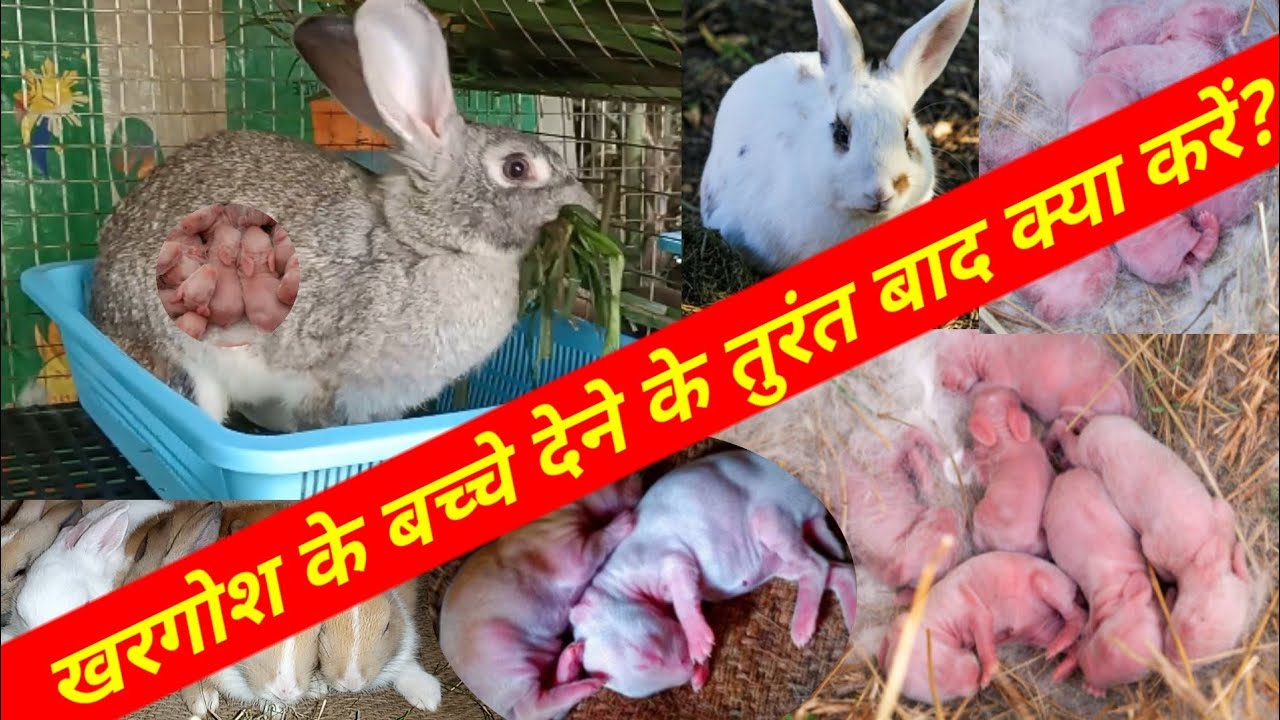 खरगोश के बच्चे देने के तुरंत बाद क्या करना चाहिए? Pregnant Rabbit Ke bacche Dene Ke Bad Kya Karen?