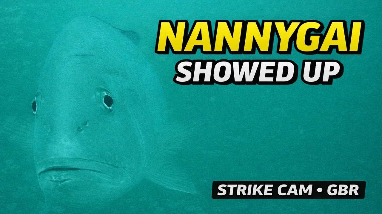 INSANE Bait Ball… Predators Arrived (Strike Cam GBR)