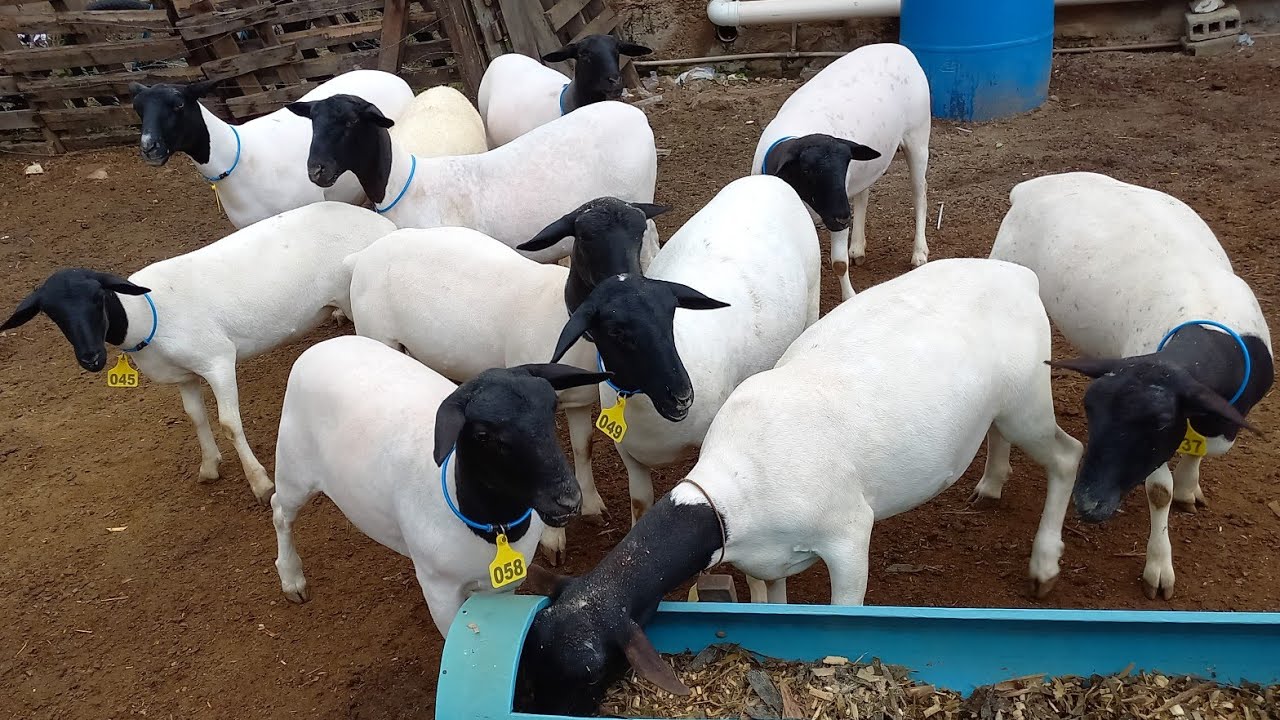 CRIAÇÃO DE OVINOS DORPER EM CAMPINA GRANDE-PB REBANHO MV