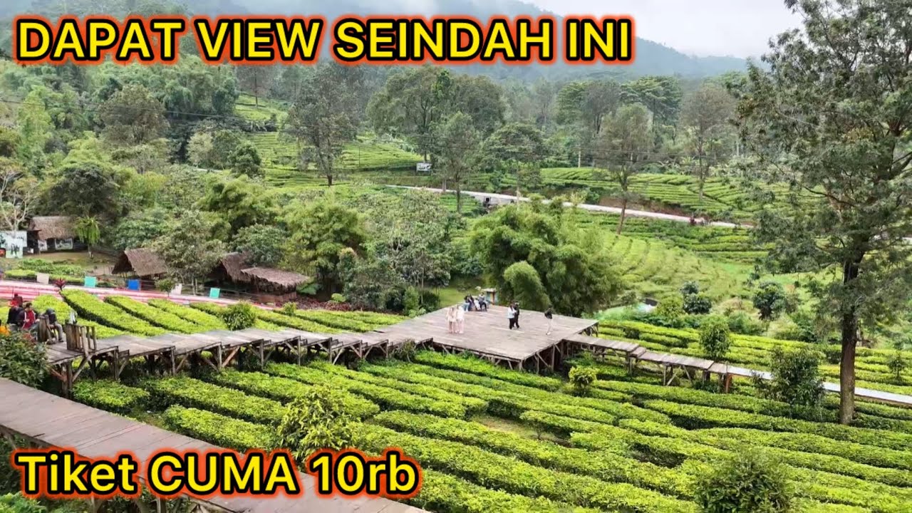 WISATA MURAH BIKIN CANDU DI PUNCAK⁉️AGROWISATA GUNUNG MAS PUNCAK BOGOR WOW PEMANDANGANNYA NAGIH 