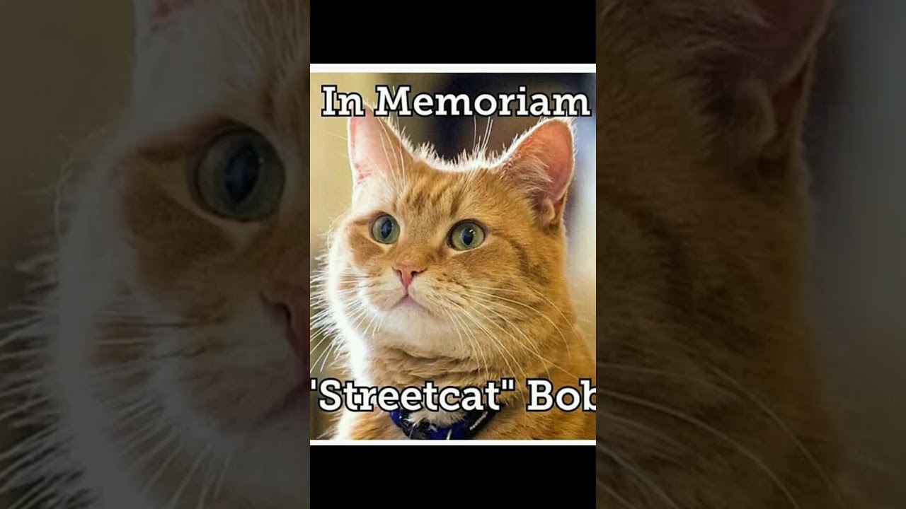 #Bobthestreetcat#catlovers              In loving memories of Bob the street cat