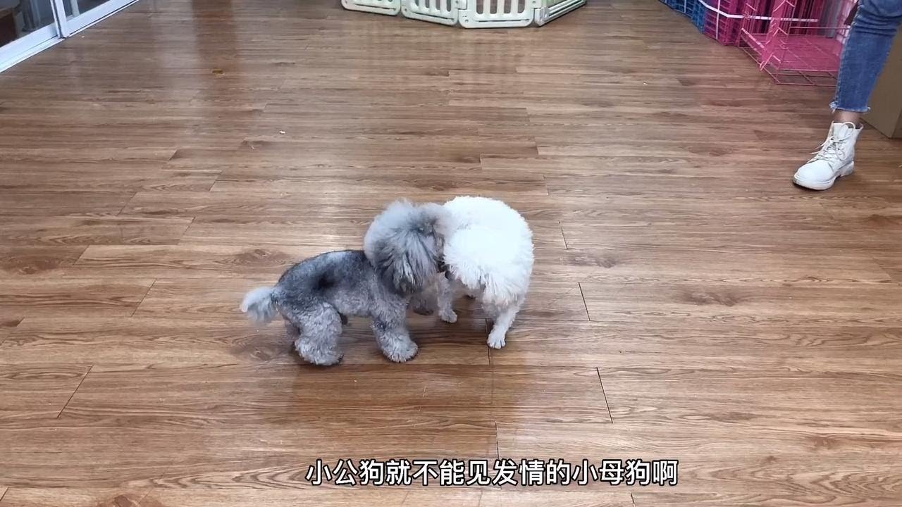 发情8天的母犬来配种，一见面就激动的在一起玩，真是一刻都不等