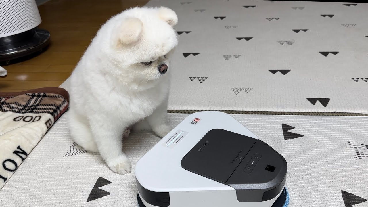 Собака, которая не может ездить на роботе-пылесосе из-за лишнего веса