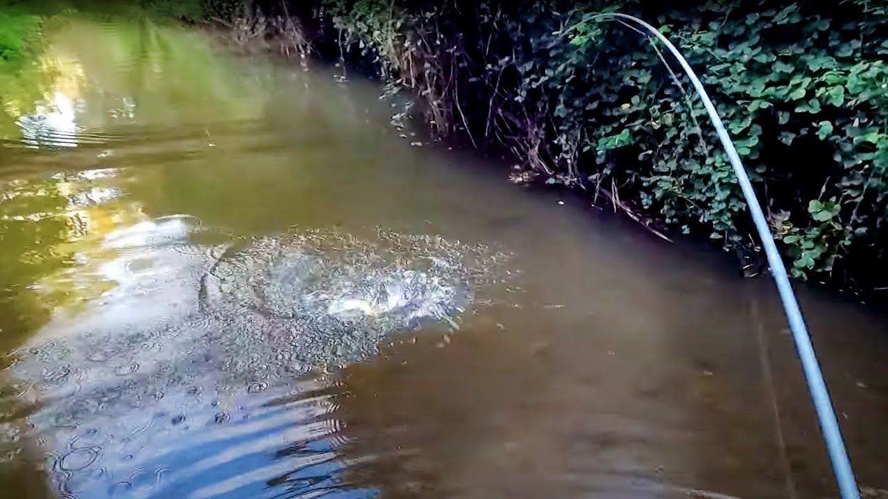 Amazing trout fishing adventure, very exciting trout fishing
