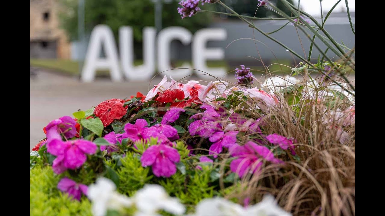 Auce