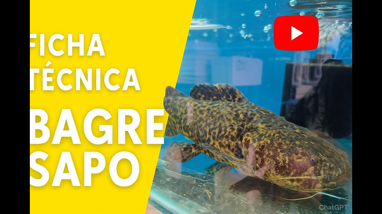 ficha, cuidados del  bagre sapo (Cephalosilurus Apurensis)