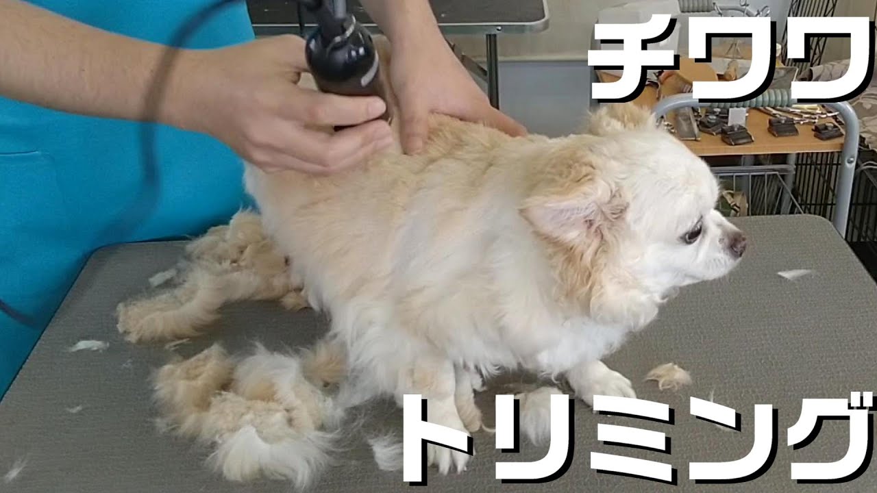 【トリミング】５倍速でわかる！チワワのトリミング【３３０時間目】　|　(5Xspeed)Trimming for Chihuahua