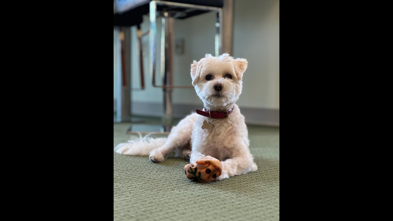 Meet Dogtor Harry